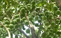 Sản phẩm tim hieu cay mac ca — Công Ty TNHH Sản Xuất Thương Mại Vân Nguyên — MST 0302993996