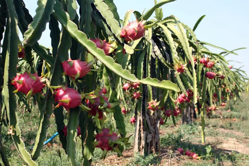 Sản phẩm CayThanhLong — Công Ty Cổ Phần Đầu Tư Hợp Trí — MST 0303015573