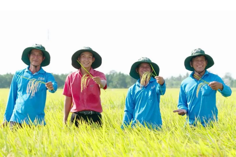 Sản phẩm Lua_TanNinh — Công Ty Cổ Phần Đầu Tư Hợp Trí — MST 0303015573
