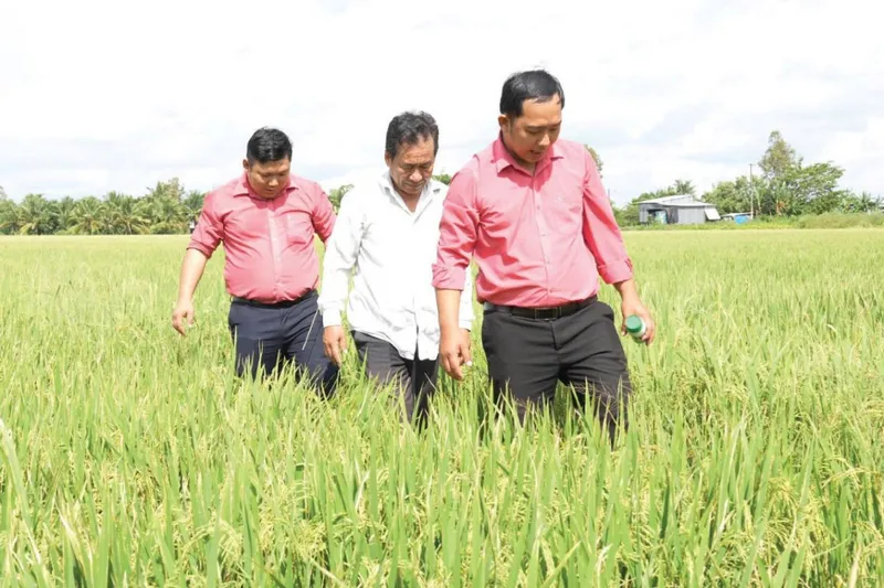 Sản phẩm Lua_TayPhu — Công Ty Cổ Phần Đầu Tư Hợp Trí — MST 0303015573