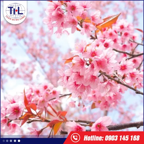 Sản phẩm hoa anh dao — Hương Liệu Toàn Hưng Long - Công Ty TNHH Toàn Hưng Long — MST 0303437825
