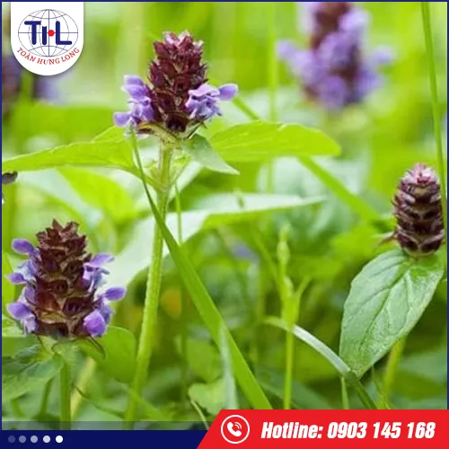 Sản phẩm hoa ha — Hương Liệu Toàn Hưng Long - Công Ty TNHH Toàn Hưng Long — MST 0303437825