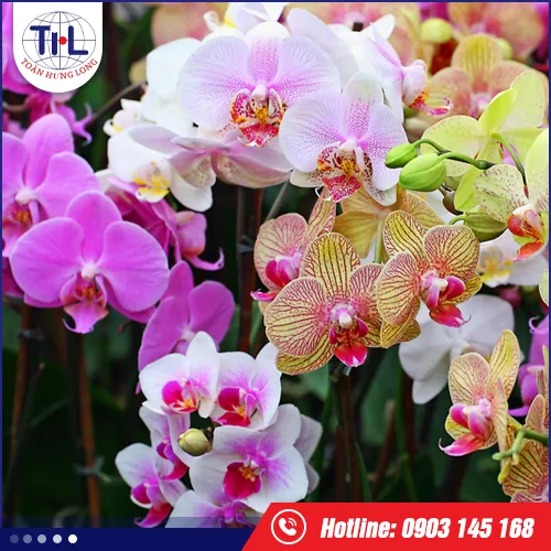 Sản phẩm hoa lan — Hương Liệu Toàn Hưng Long - Công Ty TNHH Toàn Hưng Long — MST 0303437825