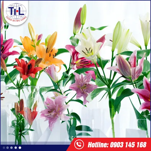 Sản phẩm hoa lily — Hương Liệu Toàn Hưng Long - Công Ty TNHH Toàn Hưng Long — MST 0303437825