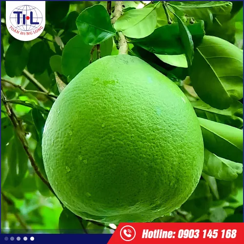 Sản phẩm huong buoi — Hương Liệu Toàn Hưng Long - Công Ty TNHH Toàn Hưng Long — MST 0303437825