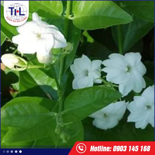 Sản phẩm huong lai — Hương Liệu Toàn Hưng Long - Công Ty TNHH Toàn Hưng Long — MST 0303437825