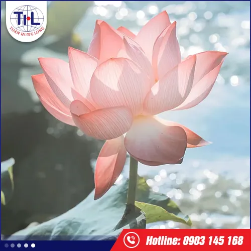 Sản phẩm huong sen 2 — Hương Liệu Toàn Hưng Long - Công Ty TNHH Toàn Hưng Long — MST 0303437825
