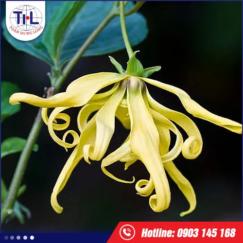 Sản phẩm huong toan hung long 10 — Hương Liệu Toàn Hưng Long - Công Ty TNHH Toàn Hưng Long — MST 0303437825
