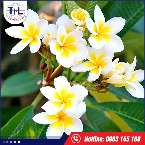 Sản phẩm huong toan hung long 9 — Hương Liệu Toàn Hưng Long - Công Ty TNHH Toàn Hưng Long — MST 0303437825