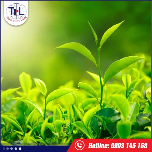 Sản phẩm huong tra xanh — Hương Liệu Toàn Hưng Long - Công Ty TNHH Toàn Hưng Long — MST 0303437825