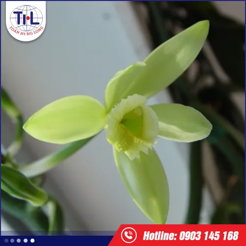 Sản phẩm huong vanillin — Hương Liệu Toàn Hưng Long - Công Ty TNHH Toàn Hưng Long — MST 0303437825