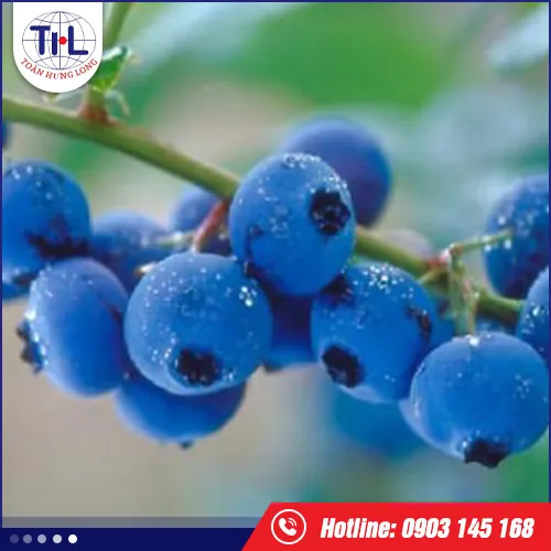 Sản phẩm huong viet quat — Hương Liệu Toàn Hưng Long - Công Ty TNHH Toàn Hưng Long — MST 0303437825