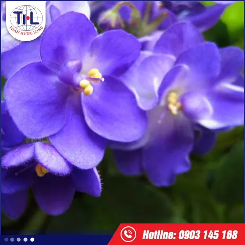 Sản phẩm huong violet — Hương Liệu Toàn Hưng Long - Công Ty TNHH Toàn Hưng Long — MST 0303437825