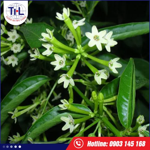 Sản phẩm hÆ°Æ¡ng da ly huong — Hương Liệu Toàn Hưng Long - Công Ty TNHH Toàn Hưng Long — MST 0303437825