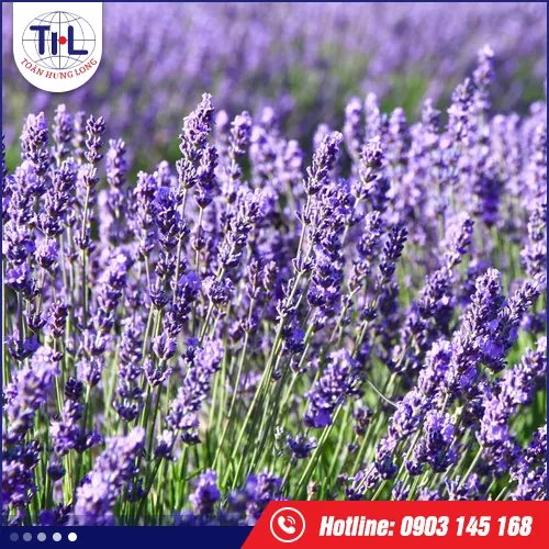 Sản phẩm lavender — Hương Liệu Toàn Hưng Long - Công Ty TNHH Toàn Hưng Long — MST 0303437825