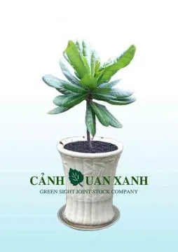 Sản phẩm b_ng_vu_ng_2 — Công Ty Cổ Phần Cảnh Quan Xanh — MST 0303541382