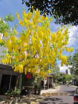 Sản phẩm cay osaka vang — Công Ty Cổ Phần Cảnh Quan Xanh — MST 0303541382