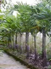Sản phẩm cay_cau_1 — Công Ty Cổ Phần Cảnh Quan Xanh — MST 0303541382