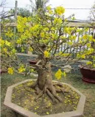 Sản phẩm mai_tet — Công Ty Cổ Phần Cảnh Quan Xanh — MST 0303541382