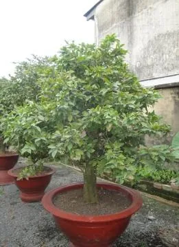 Sản phẩm ms22_h_1.7m_1 — Công Ty Cổ Phần Cảnh Quan Xanh — MST 0303541382