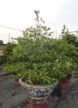 Sản phẩm ms27_1 — Công Ty Cổ Phần Cảnh Quan Xanh — MST 0303541382