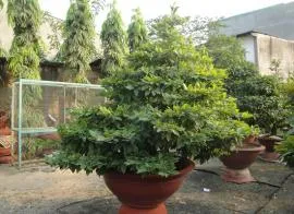 Sản phẩm ms32_1 — Công Ty Cổ Phần Cảnh Quan Xanh — MST 0303541382