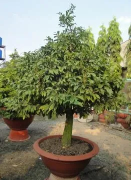 Sản phẩm ms33_h_2.5m_1 — Công Ty Cổ Phần Cảnh Quan Xanh — MST 0303541382