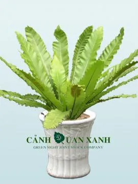 Sản phẩm rang_o_phung — Công Ty Cổ Phần Cảnh Quan Xanh — MST 0303541382