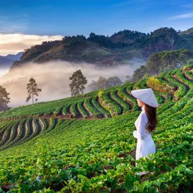 Sản phẩm dulcih 278x278 — Công Ty Cổ Phần Bảo Hiểm AAA — MST 0303705665