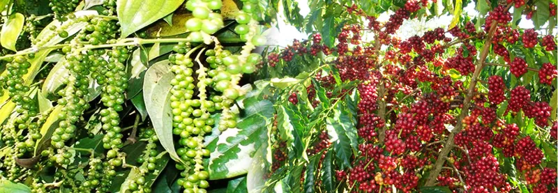 Sản phẩm 0659900976057470_1366x473 — Công Ty TNHH Thương Mại Và Dịch Vụ Nam Viễn Thông — MST 0303866408