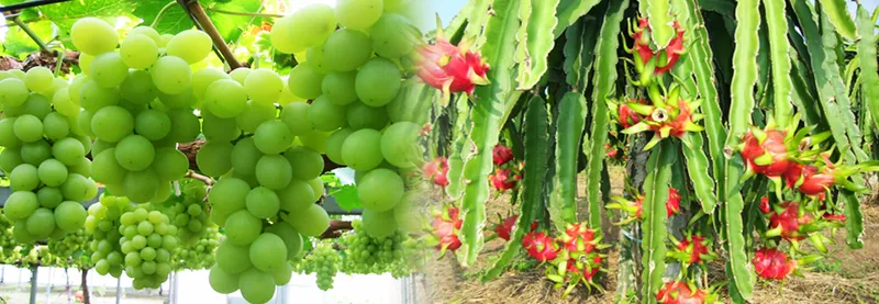 Sản phẩm 607638798684168_1366x473 — Công Ty TNHH Thương Mại Và Dịch Vụ Nam Viễn Thông — MST 0303866408