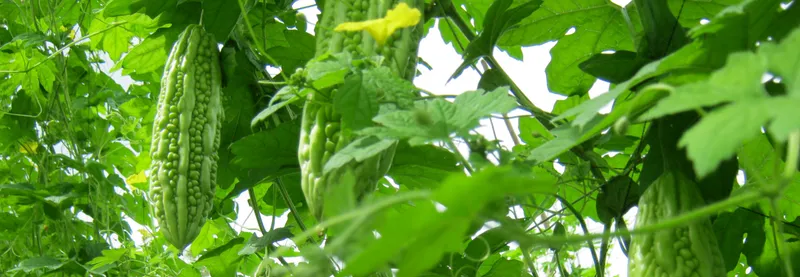 Sản phẩm 9880135285102770_1366x473 — Công Ty TNHH Thương Mại Và Dịch Vụ Nam Viễn Thông — MST 0303866408