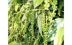 Sản phẩm tieu_1420973704_232x145 — Công Ty TNHH Thương Mại Và Dịch Vụ Nam Viễn Thông — MST 0303866408