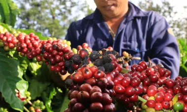 Sản phẩm 3 15254890221 — Công Ty Cổ Phần Vật Tư Tổng Hợp Và Phân Bón Hóa Sinh — MST 0303951558