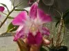 Sản phẩm dendrobium sonia — Trung Tâm Công Nghệ Sinh Học Thành Phố Hồ Chí Minh — MST 0304026514