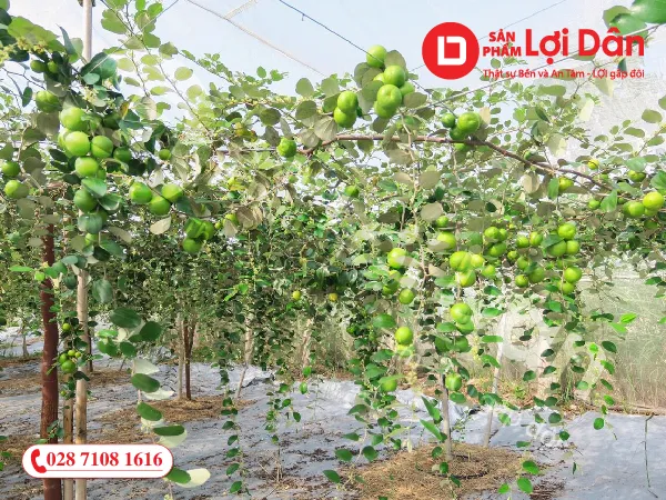Sản phẩm Luoi trum tao 01 — Vật Tư Nông Nghiệp Lợi Lợi Dân - Công Ty TNHH Lợi Lợi Dân — MST 0304058918