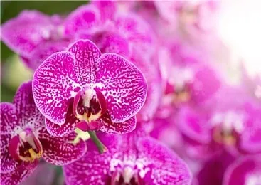 Sản phẩm product khay san kep lan — Vật Tư Nông Nghiệp Lợi Lợi Dân - Công Ty TNHH Lợi Lợi Dân — MST 0304058918