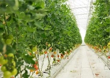 Sản phẩm product phu dat chong co — Vật Tư Nông Nghiệp Lợi Lợi Dân - Công Ty TNHH Lợi Lợi Dân — MST 0304058918