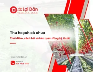Sản phẩm Ky thuat 7 300x233 — Vật Tư Nông Nghiệp Lợi Lợi Dân - Công Ty TNHH Lợi Lợi Dân — MST 0304058918