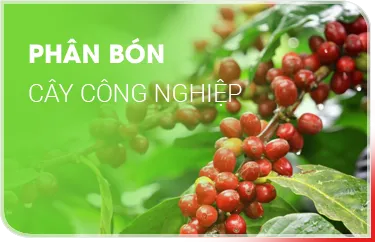 Sản phẩm 2 1362 — Công Ty TNHH Si Ba — MST 0304325497