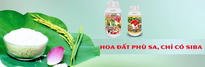 Sản phẩm 433258461663006 — Công Ty TNHH Si Ba — MST 0304325497