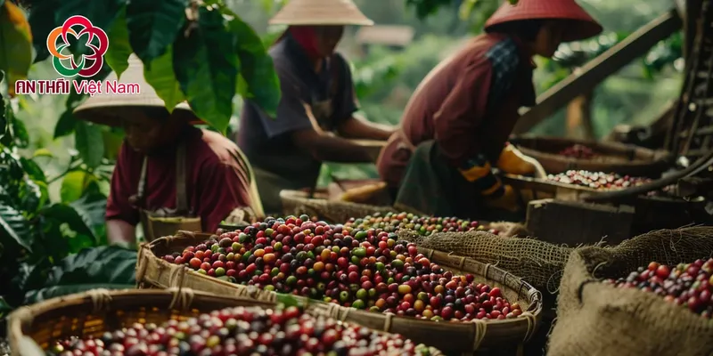 Sản phẩm 20240810 adult harvesting coffee min — Công Ty Cổ Phần Sài Gòn An Thái — MST 0304419561