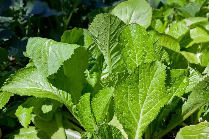 Sản phẩm harvest to table 17352201 — Công Ty TNHH Dịch Vụ Kỹ Thuật Nông Nghiệp Và Thương Mại An Hưng — MST 0304457535