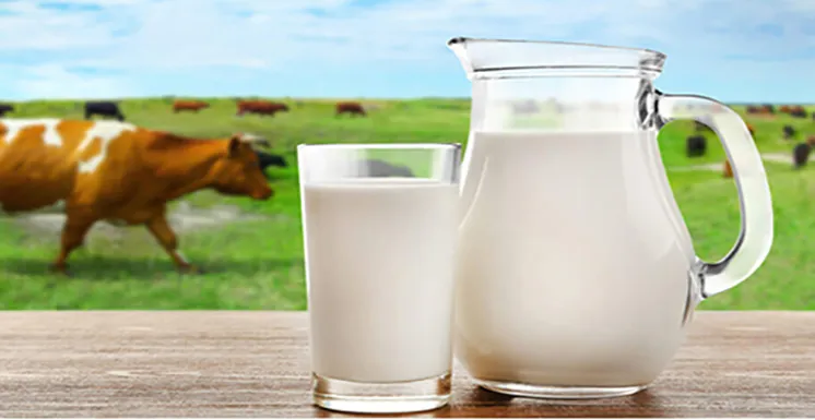 Sản phẩm Problems of Indian Dairy Industry Vinayak Ingredients — Công Ty TNHH Hướng Đi — MST 0304548905