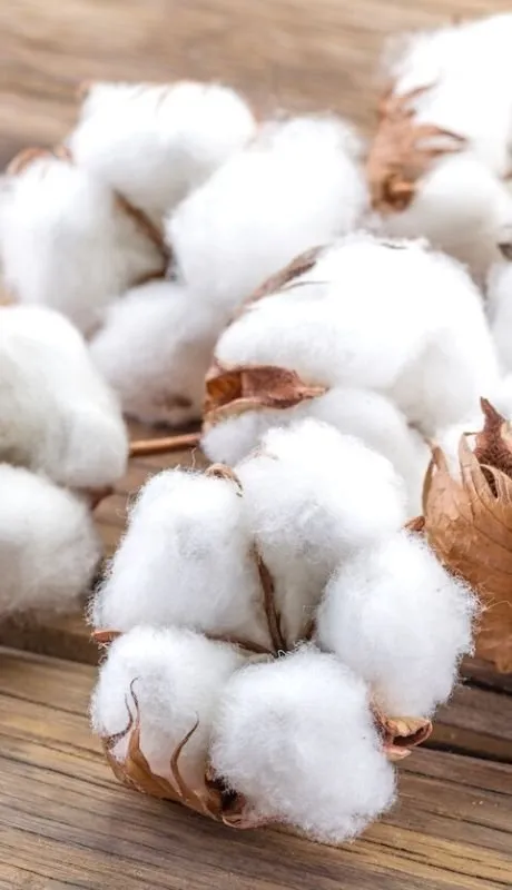 Sản phẩm 1 — Văn Phòng Đại Diện Sofeene Enterprises Tại Thành Phố Hồ Chí Minh — MST 0304665655