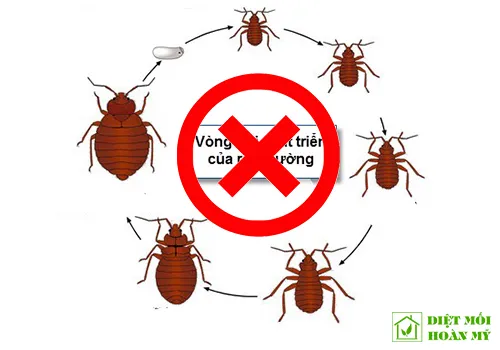 Sản phẩm dich vu diet rep tan goc tai tp hcm — Công Ty TNHH Sản Xuất Thương Mại Dịch Vụ Nhà Sạch Hoàn Mỹ — MST 0304870559