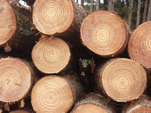 Sản phẩm new zealand pine wood log 500x500 1 e1696567931305 — Gỗ Phương Đông - Công Ty TNHH Gỗ Phương Đông — MST 0304906540