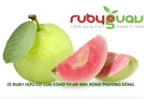 Sản phẩm oi ruby odc — Công Ty Cổ Phần Xuất Nhập Khẩu Rồng Phương Đông — MST 0304935661