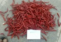 Sản phẩm ot do kho teja s7 — Công Ty Cổ Phần Xuất Nhập Khẩu Rồng Phương Đông — MST 0304935661