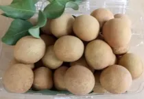 Sản phẩm thanh nhan 210 — Công Ty Cổ Phần Xuất Nhập Khẩu Rồng Phương Đông — MST 0304935661